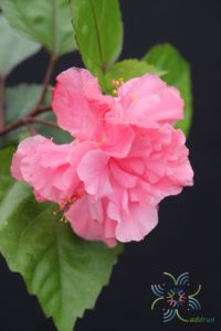 ชบาฮาวายซ้อนสีชมพู Hibicus hybrid