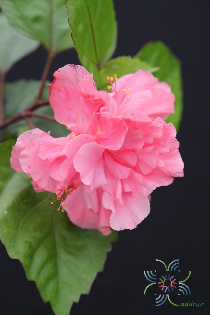 ชบาฮาวายซ้อนสีชมพู Hibicus hybrid