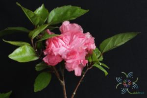 ชบาฮาวายซ้อนสีชมพู Hibicus hybrid