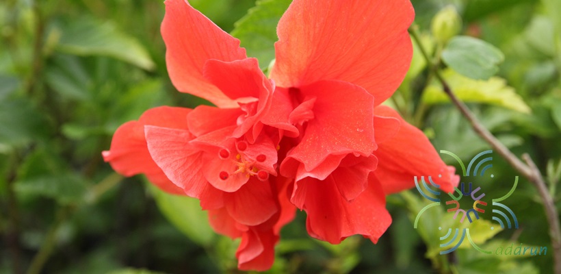 ชบาฮาวายซ้อนสีแดง Hibicus hybrid