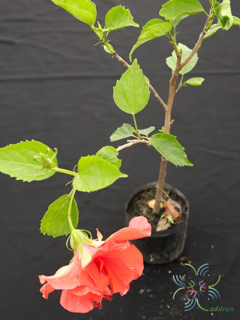 ชบาฮาวายซ้อนสีแดง Hibicus hybrid