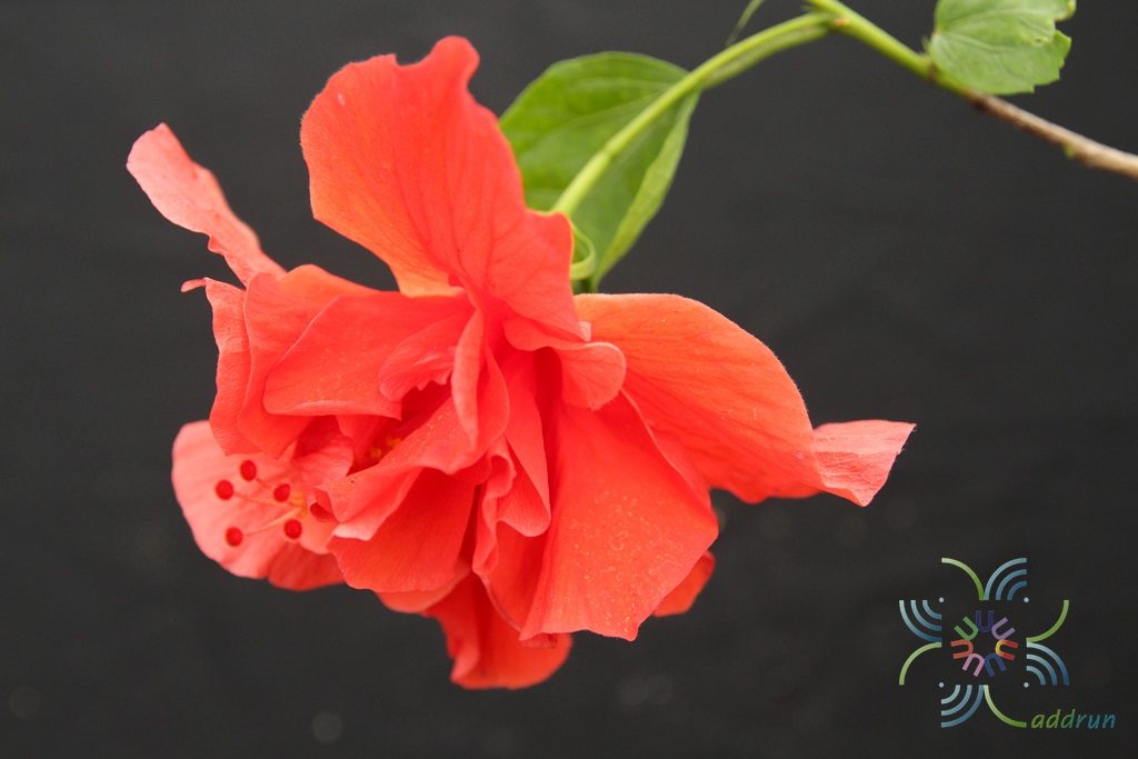 ชบาฮาวายซ้อนสีแดง Hibicus Hybrid