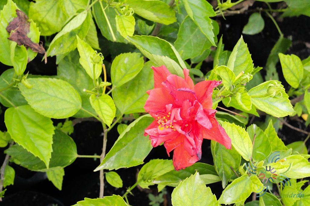 ชบาฮาวายซ้อนสีแดง Hibicus Hybrid