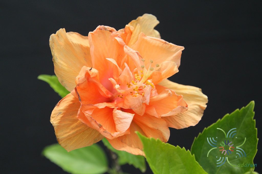 ชบาฮาวายซ้อนสีส้ม Hibicus hybrid