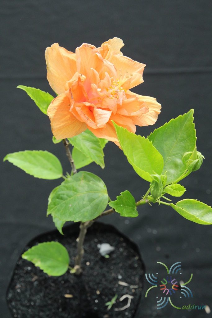ชบาฮาวายซ้อนสีส้ม Hibicus hybrid