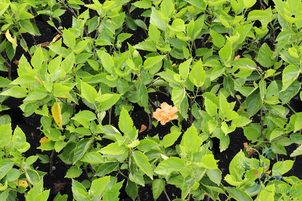 ชบาฮาวายซ้อนสีส้ม Hibicus hybrid