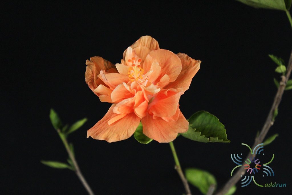 ชบาฮาวายซ้อนสีส้ม Hibicus hybrid