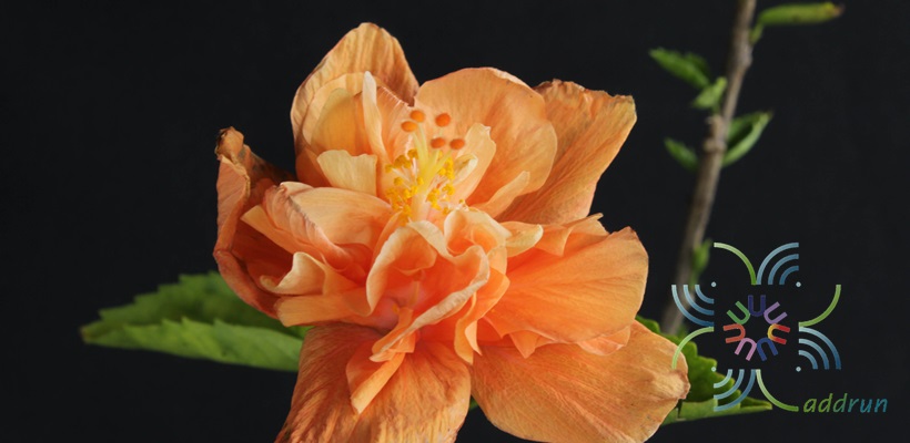 ชบาฮาวายซ้อนสีส้ม Hibicus hybrid