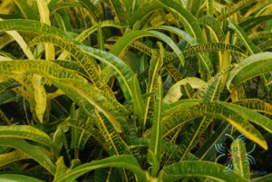 โกสนเขาแกะ Codiaeum variegatum (L.) Rumph. ex A.Juss.