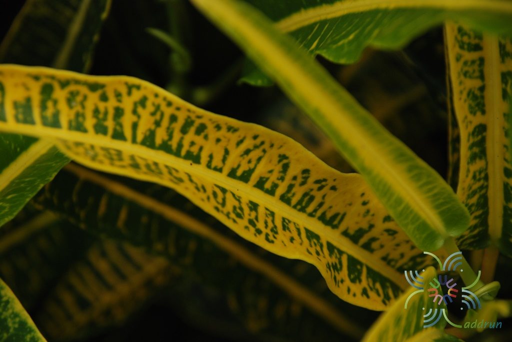 โกสนเขาแกะ Codiaeum variegatum (L.) Rumph. ex A.Juss.