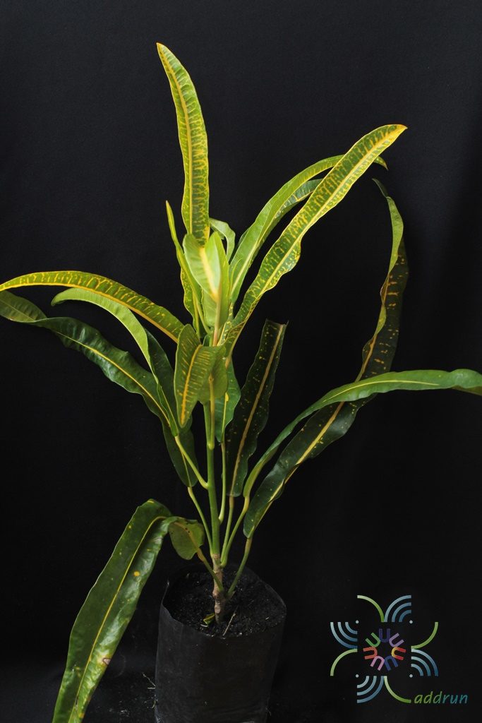 โกสนเขาแกะ Codiaeum variegatum (L.) Rumph. ex A.Juss.