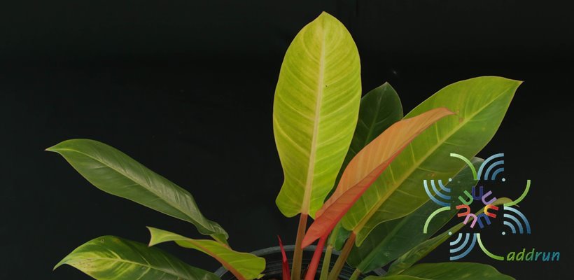 ฟิโลเดนดรอน ซันไลท์ Philodendron sp. ‘Sun Light’