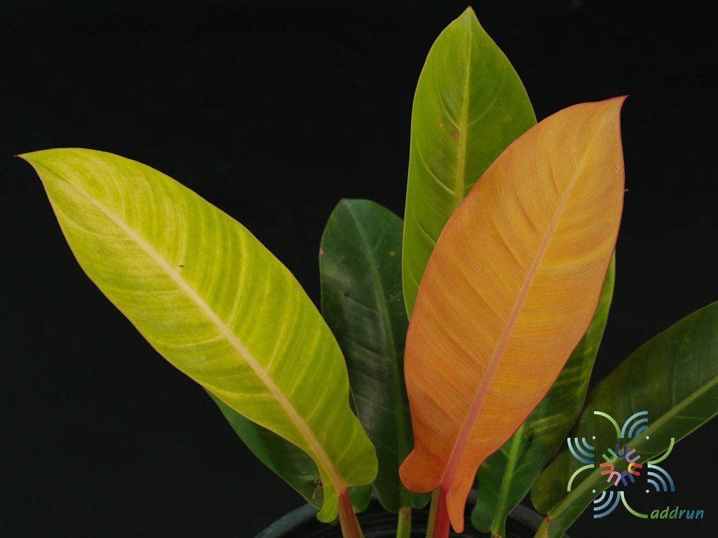 ฟิโลเดนดรอน ซันไลท์ Philodendron sp. ‘Sun Light’