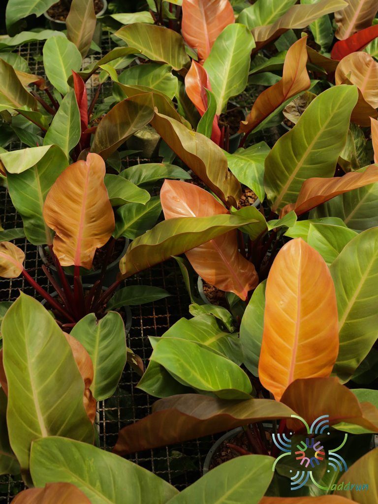 ฟิโลเดนดรอน ซันไลท์ Philodendron sp. ‘Sun Light’