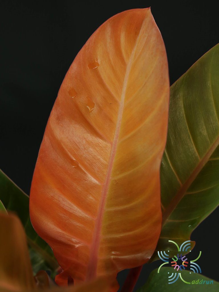 ฟิโลเดนดรอน ซันไลท์ Philodendron sp. ‘Sun Light’