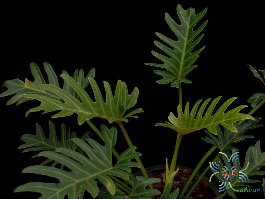 ฟิโลเดนดรอน ซานาดู Philodendron xanadu Croat, Mayo & J.Boos