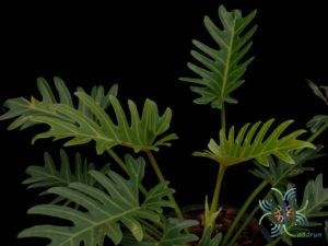ฟิโลเดนดรอน ซานาดู Philodendron xanadu Croat, Mayo & J.Boos