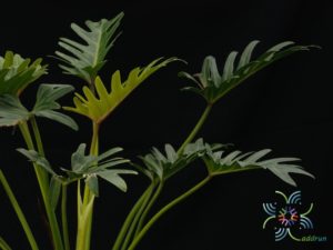 ฟิโลเดนดรอน ซานาดู Philodendron xanadu Croat, Mayo & J.Boos