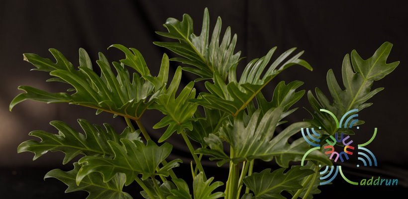 ฟิโลเดนดรอน ซานาดู Philodendron xanadu Croat, Mayo & J.Boos