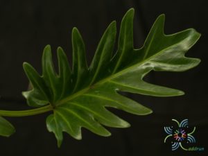 ฟิโลเดนดรอน ซานาดู Philodendron xanadu Croat, Mayo & J.Boos