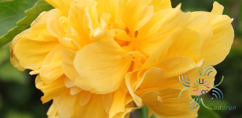 ชบาฮาวายซ้อนสีเหลือง Hibicus hybrid
