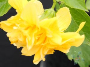 ชบาฮาวายซ้อนสีเหลือง Hibicus hybrid