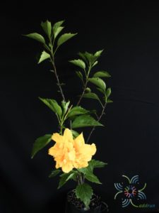 ชบาฮาวายซ้อนสีเหลือง Hibicus hybrid