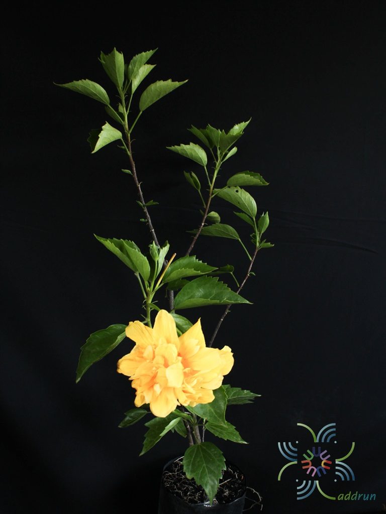 ชบาฮาวายซ้อนสีเหลือง Hibicus hybrid