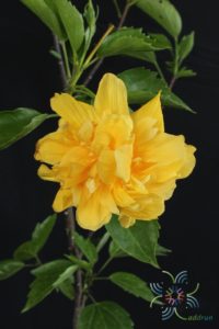 ชบาฮาวายซ้อนสีเหลือง Hibicus hybrid