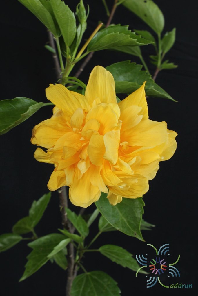 ชบาฮาวายซ้อนสีเหลือง Hibicus hybrid