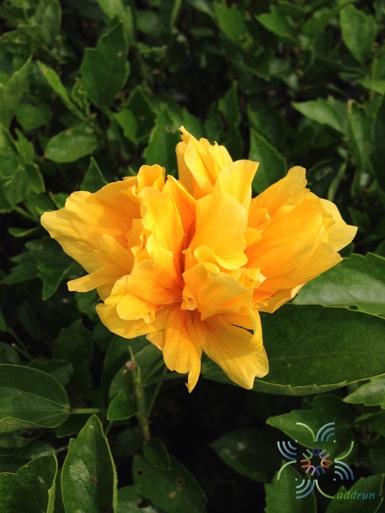 ชบาฮาวายซ้อนสีเหลือง Hibicus hybrid