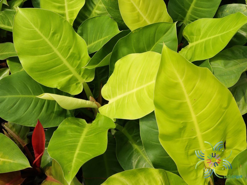 ฟิโลเดนดรอน มูนไลท์ Philodendron sp. ‘Moonlight’