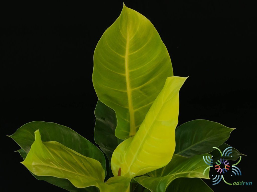 ฟิโลเดนดรอน มูนไลท์ Philodendron sp. ‘Moonlight’