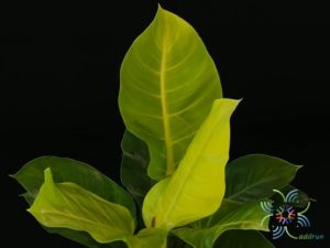 ฟิโลเดนดรอน มูนไลท์ Philodendron sp. ‘Moonlight’