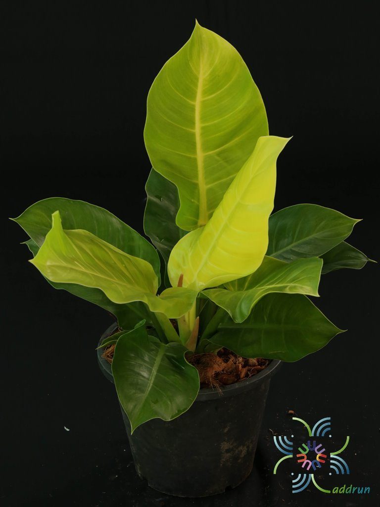 ฟิโลเดนดรอน มูนไลท์ Philodendron sp. ‘Moonlight’