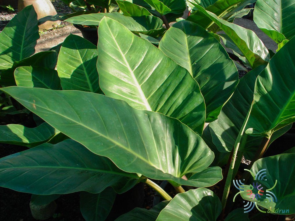 ฟิโลเดนดรอน รวยทรัพย์ Philodendron sp. ‘Ruaysap’