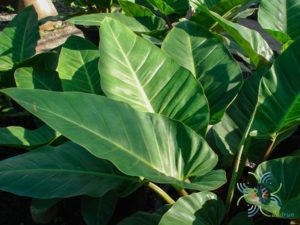 ฟิโลเดนดรอน รวยทรัพย์ Philodendron sp. ‘Ruaysap’