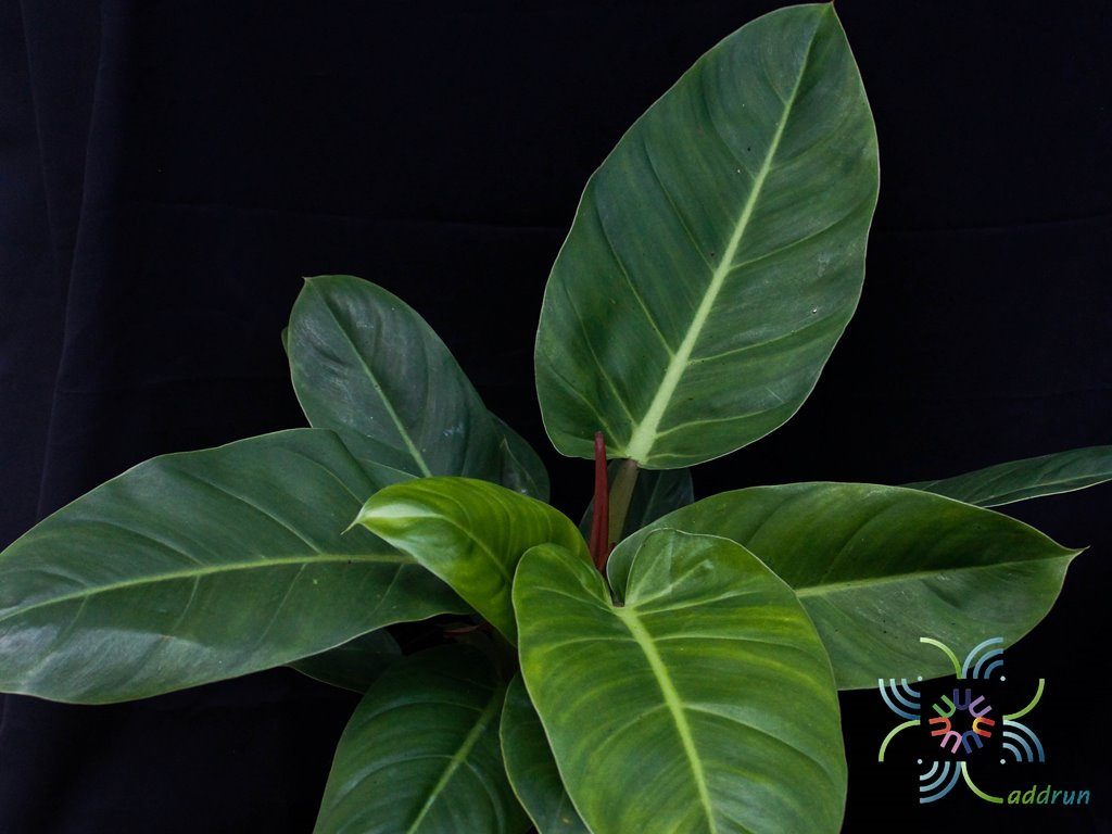 ฟิโลเดนดรอน รวยทรัพย์ Philodendron sp. ‘Ruaysap’