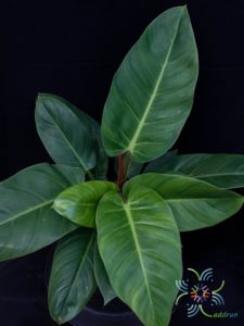 ฟิโลเดนดรอน รวยทรัพย์ Philodendron sp. ‘Ruaysap’