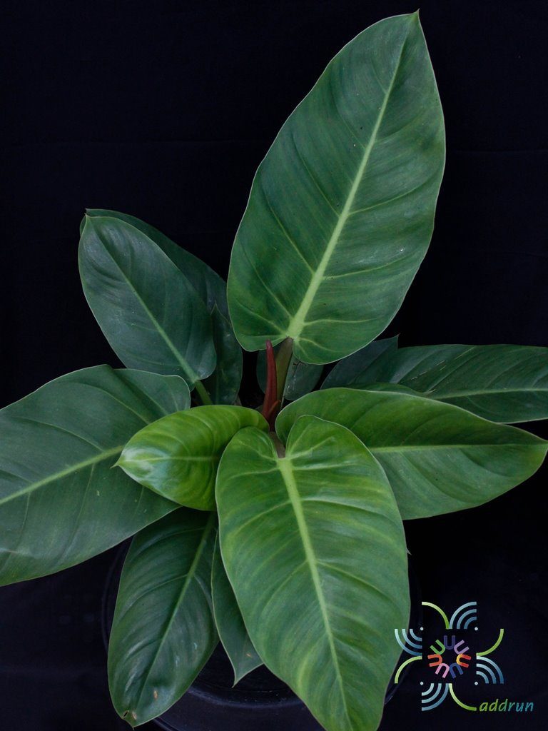 ฟิโลเดนดรอน รวยทรัพย์ Philodendron sp. ‘Ruaysap’