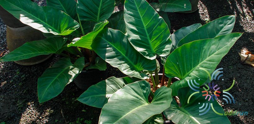 ฟิโลเดนดรอน รวยทรัพย์ Philodendron sp. ‘Ruaysap’