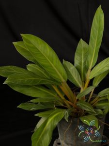 ฟิโลเดนดรอน เศรษฐีมีทรัพย์ Philodendron sp. ‘Setthimisap’