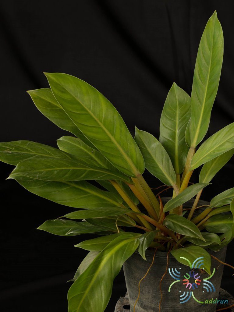 ฟิโลเดนดรอน เศรษฐีมีทรัพย์ Philodendron sp. ‘Setthimisap’