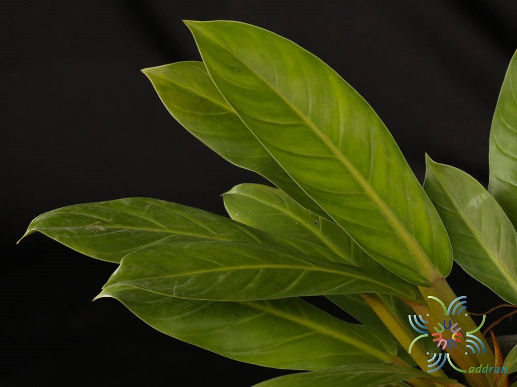 ฟิโลเดนดรอน เศรษฐีมีทรัพย์ Philodendron sp. ‘Setthimisap’