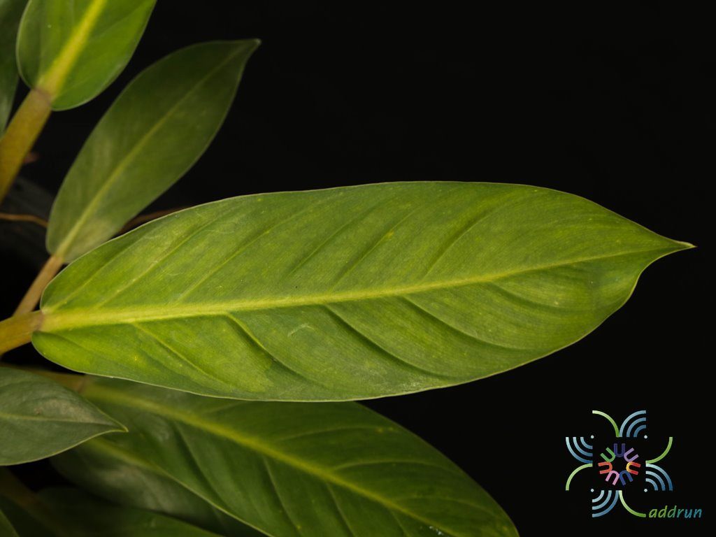ฟิโลเดนดรอน เศรษฐีมีทรัพย์ Philodendron sp. ‘Setthimisap’