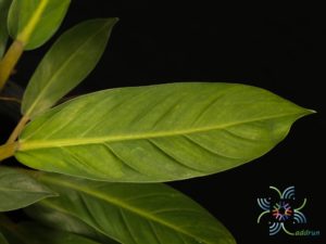 ฟิโลเดนดรอน เศรษฐีมีทรัพย์ Philodendron sp. ‘Setthimisap’