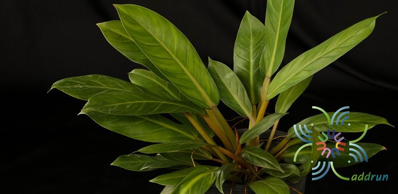 ฟิโลเดนดรอน เศรษฐีมีทรัพย์ Philodendron sp. ‘Setthimisap’