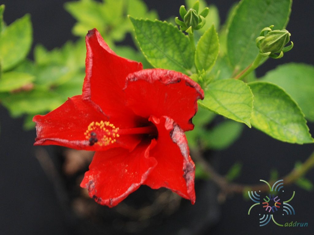 ชบาฮาวายสีแดง Hibicus hybrid