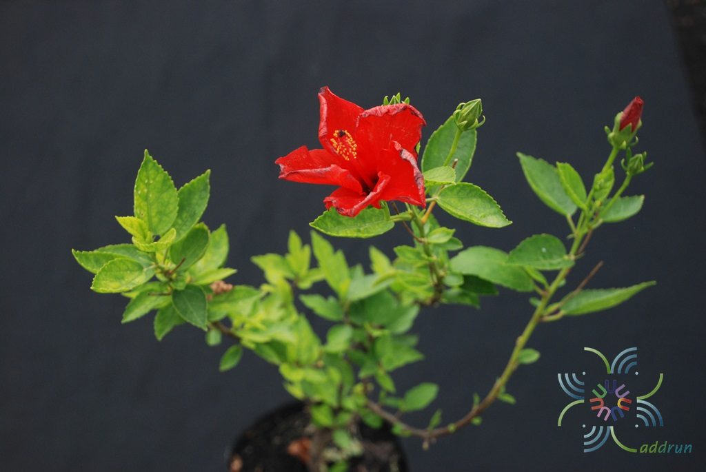 ชบาฮาวายสีแดง Hibicus hybrid