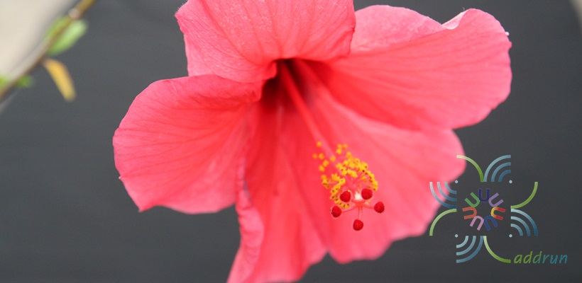 ชบาฮาวายสีบานเย็น Hibicus hybrid